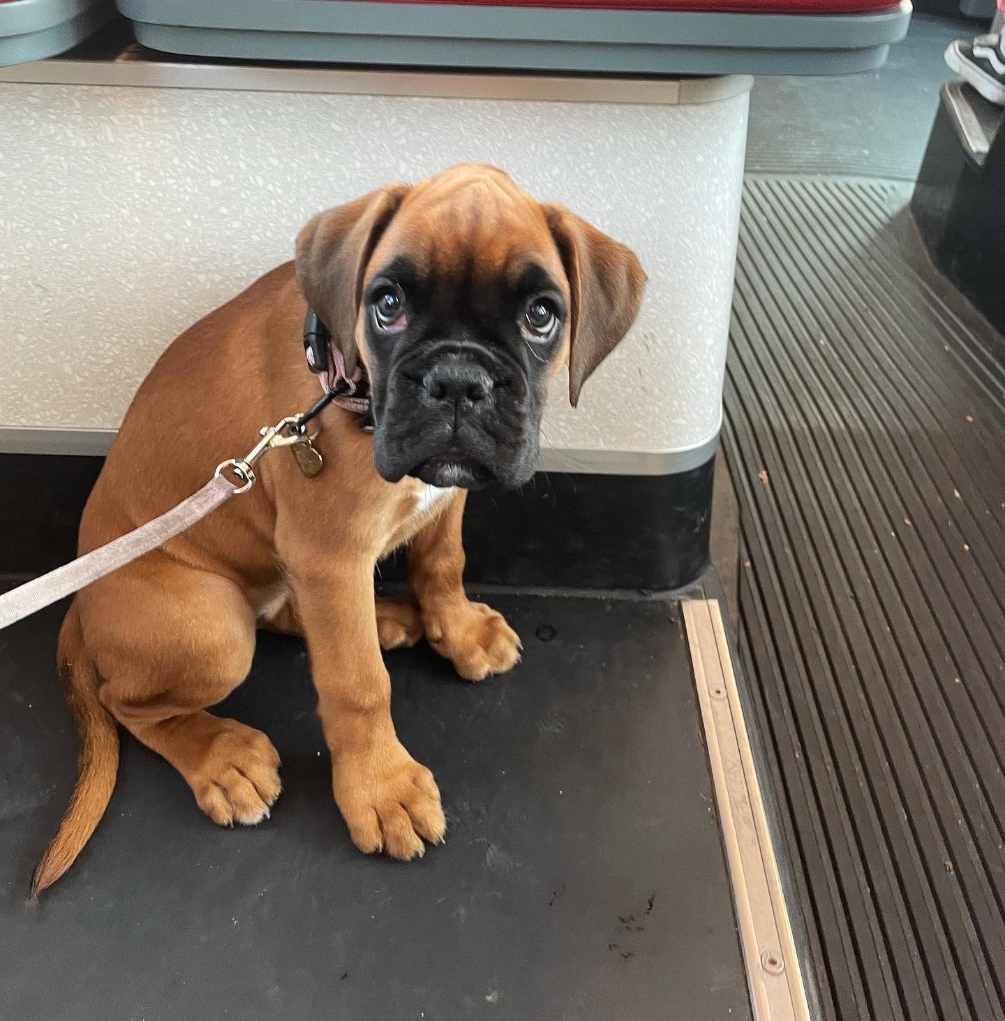 puppypheebs_1660761238_2906998421131944375_54573621153
