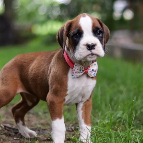 imgi_45_boxer-puppy-picture-bc43e822-286f-4b86-a17e-1d2797bb543c