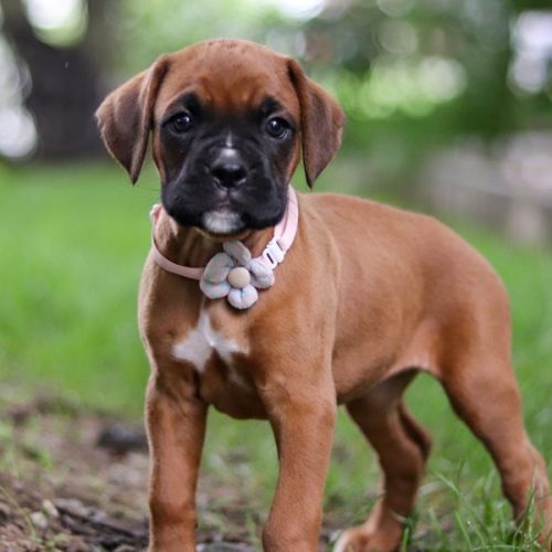 imgi_49_boxer-puppy-picture-a938c04a-17f3-485c-8030-d8f103024153