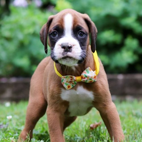 imgi_4_boxer-puppy-picture-ea354b22-26c9-4e26-a48d-3a3b01f9396f