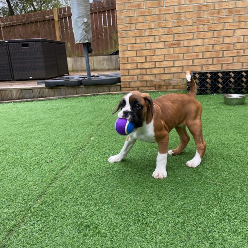 molly_dog_the_boxer_1721889591_3419780212502614529_67845688917