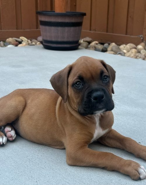 nando_theboxerpup23-20250702-0003